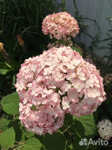 Гортензия древовидная зимостойкая