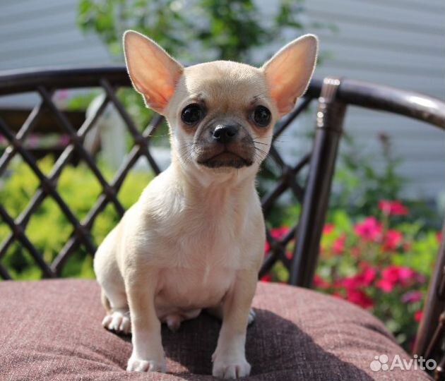 Щенки чихуахуа из Хэппи Бэнд