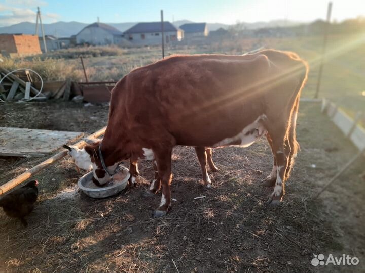 Корова с теленком