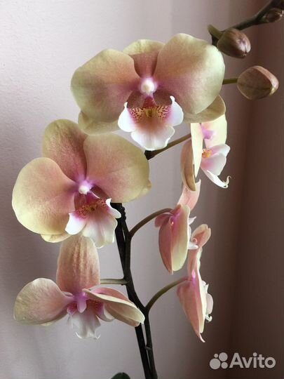 Орхидея фаленопсис биг лип