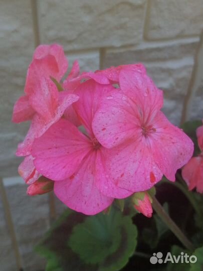 Герань пеларгония(большой выбор сортов)
