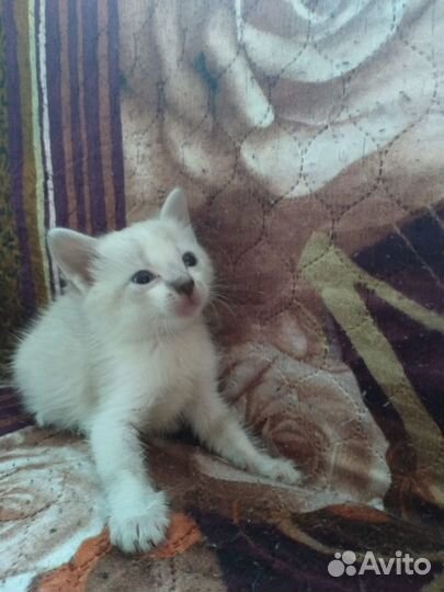 Отдам в хорошие руки котенка