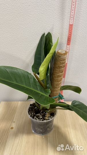 Филодендрон imperial грин