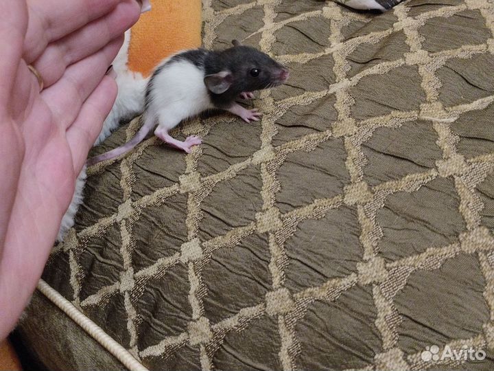 Крысята Дамбо