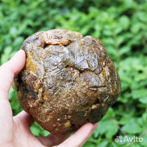 Прополис пчелиный