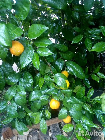 Цитрусовые