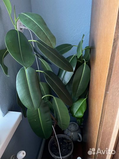 Фикус цветок