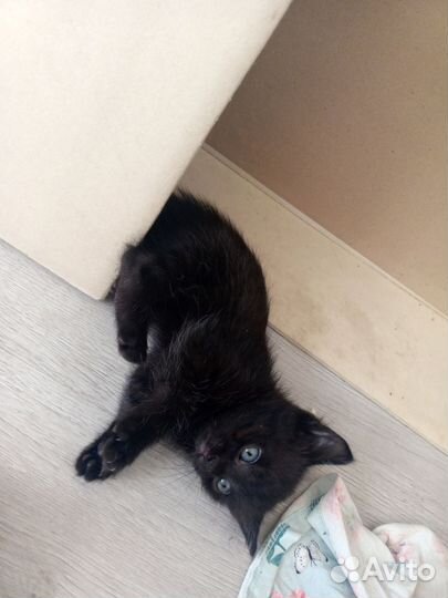 Котята