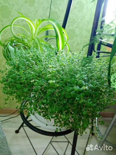 Солейролии: грин, ауреа, аргентия