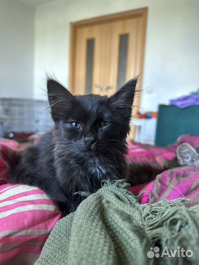 Котенок Вивьен