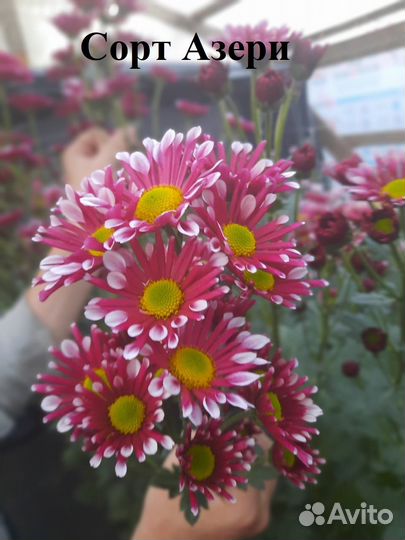 Корни (Маточник) Хризантемы мелкоцветковой