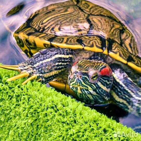 Рыбки широк ассортим розница и опт