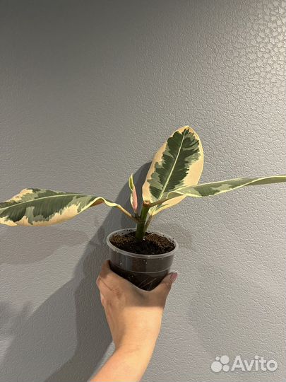 Фикус эластика тинеке