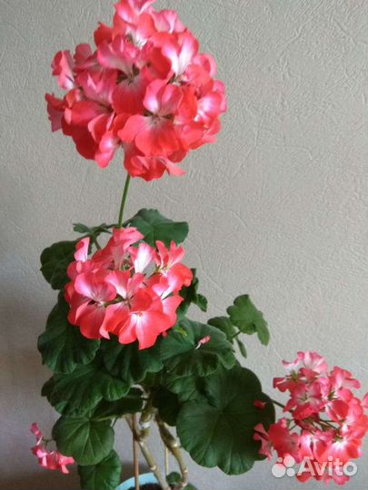 Пеларгония герань в горшке
