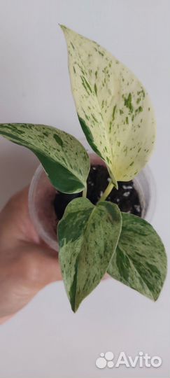 Эпипремнум марбл квин