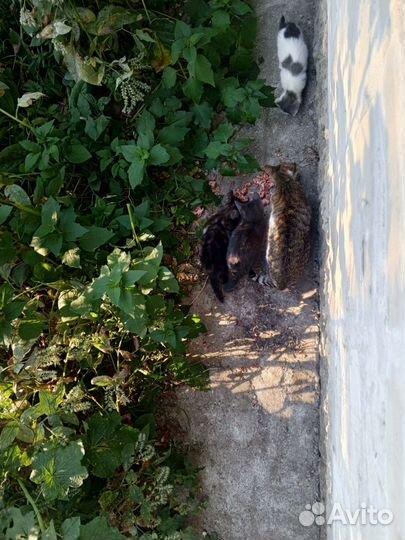 Котята в добрые руки бесплатно