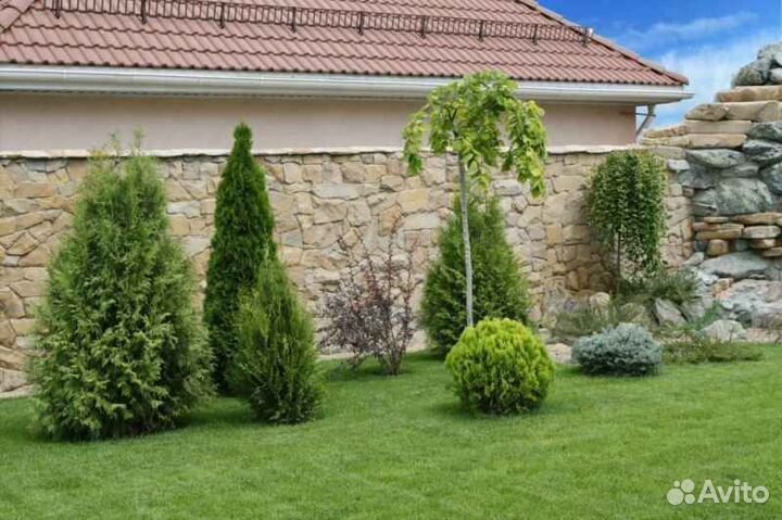 Рулонный газон элитный