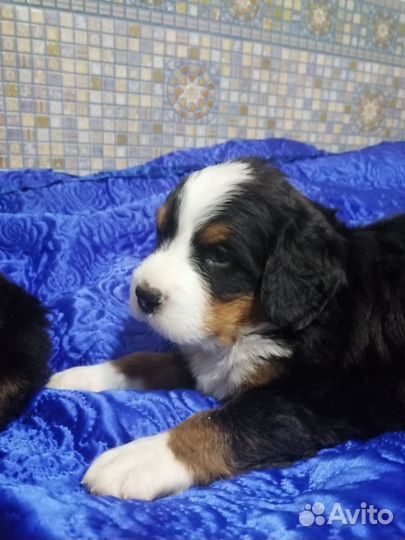 Бернский зенненхунд