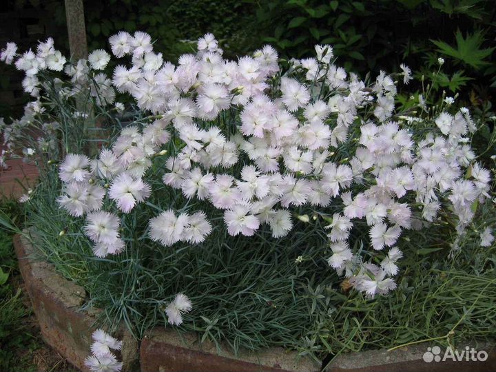 Гвоздика перистая (венгерская)