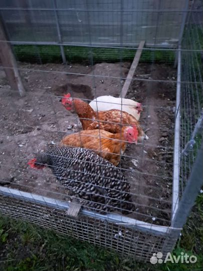 Продам кур