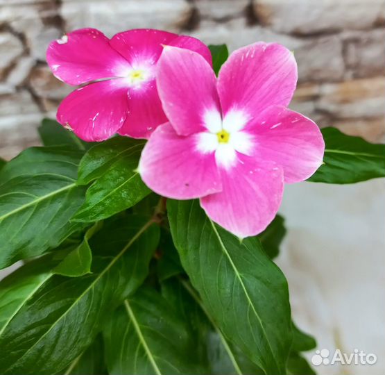 Катарантус