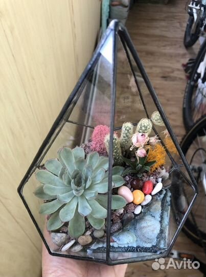 Флорариум с суккулентами в форме -маленькая капля