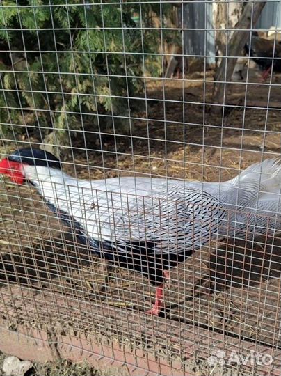 Серебряные фазаны