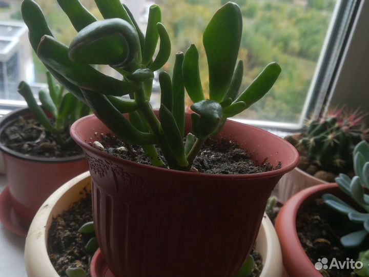 Толстянка трубчатая(крассула авата хоббит)