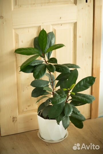 Фикусы разные