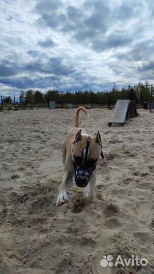 Стаффордширский терьер в добрые руки