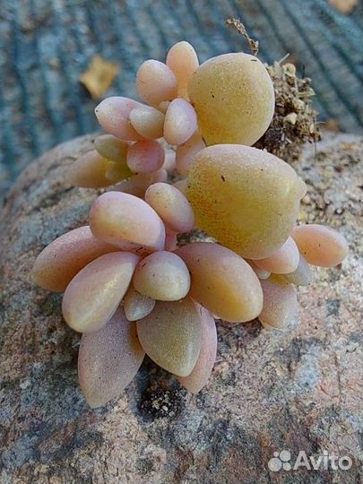 Суккуленты