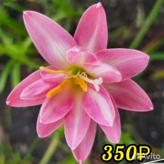 Зефирантес сортовой