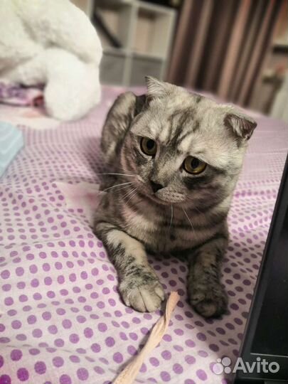 Шотландский вислоухий кот для вязки