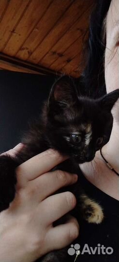 Кошка, котенок в дар бесплатно