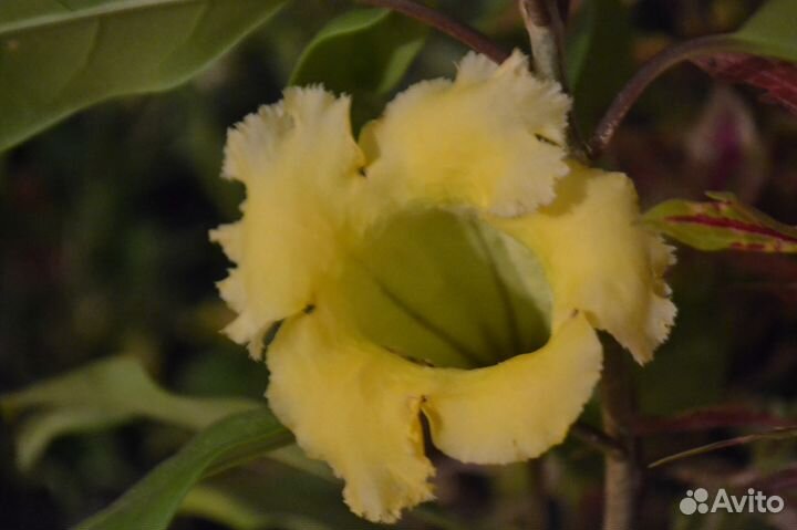 Соландра Длинноцветковая