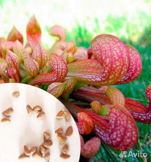 Семена хищных саррацений, разные сорта эксклюзив