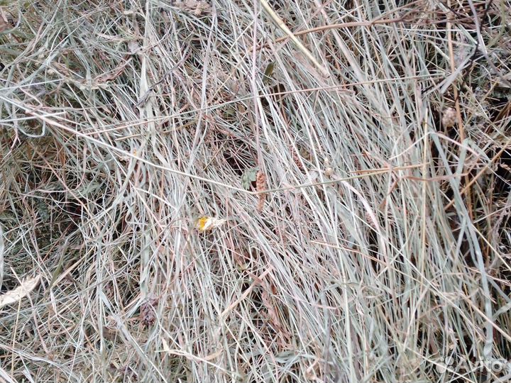 Продам сено в рулонах