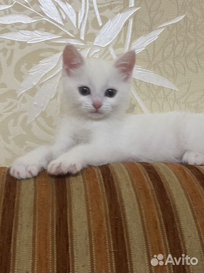 Кошка в дар
