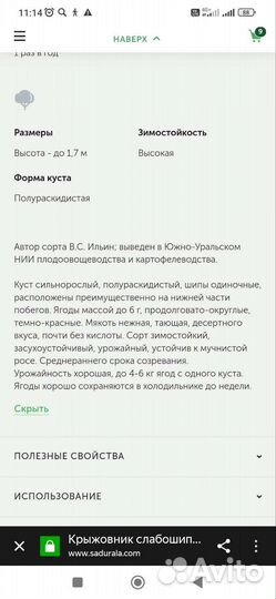 Крыжовник Консул (Сенатор)