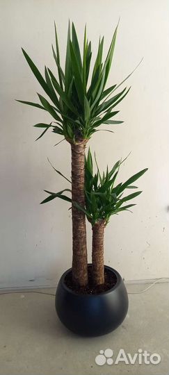 Юкка пальма 160 см