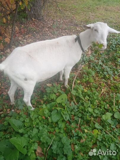 Молочные козы