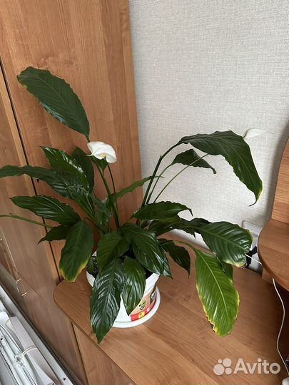 Спатифиллум