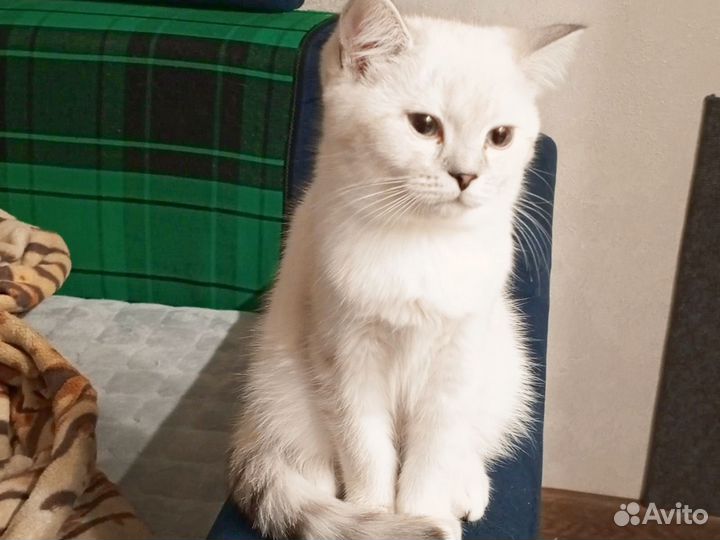 Британская девочка