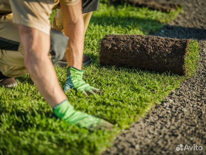 Продажа рулонного газона под ключ