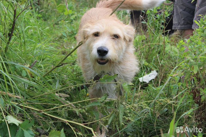 Забавная Фрося