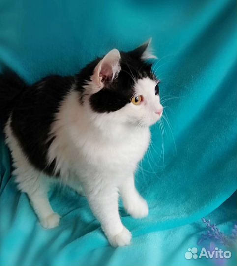 Молодой котик в поисках любящих ручек