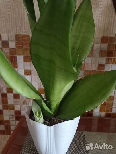 Цветы для дома