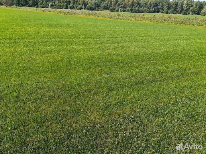 Рулонный газон /продажа/укладка