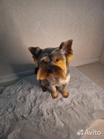 Йоркширский терьер вязка мальчик
