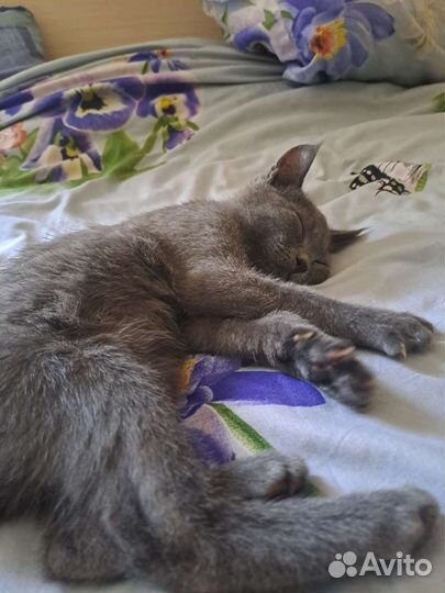 Отдам в добрые руки